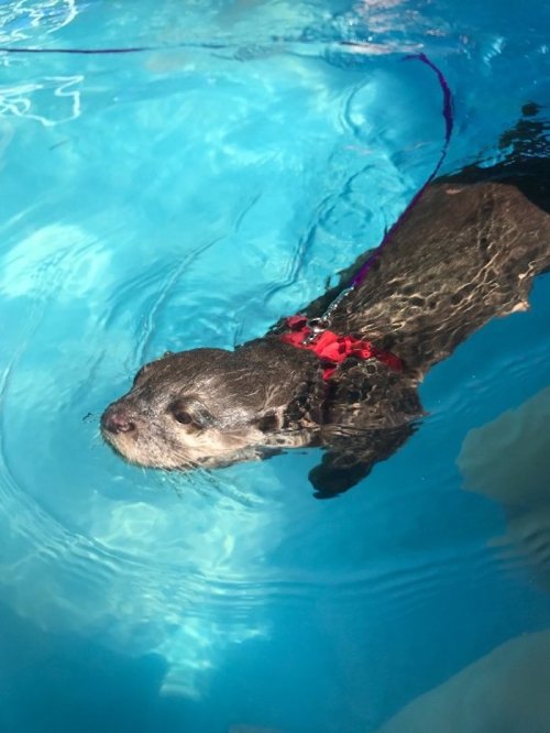 A playful otter swimming in a blue pool, wearing a red harness.