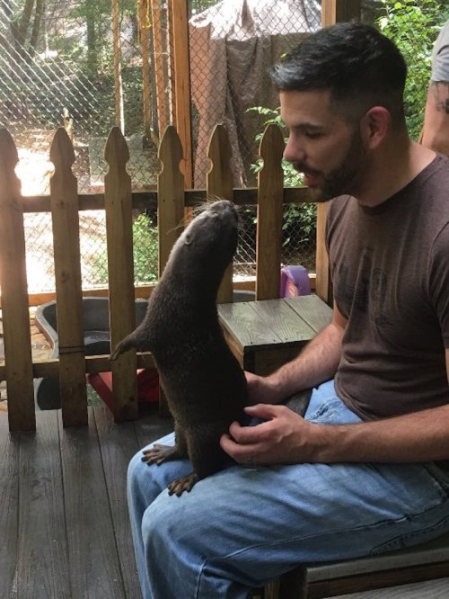 A man sits on a wooden deck, interacting with a curious otter standing on its hind legs.