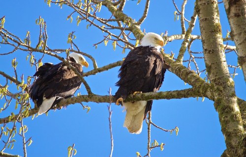 Two bald eagles perched on a tree branch against a clear blue sky. Fresh green leaves are budding on the branches.
