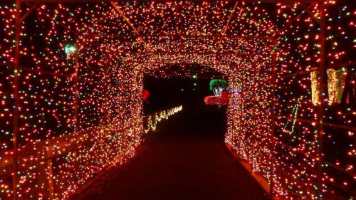 A pathway illuminated by vibrant red and green holiday lights, creating a festive tunnel effect.