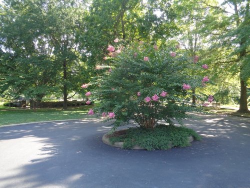 A flowering tree with pink blooms stands in the center of a circular paved area, surrounded by green grass and trees.