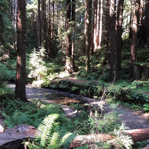A serene forest scene with tall trees, ferns, and a winding path beside a small, reflective pond.