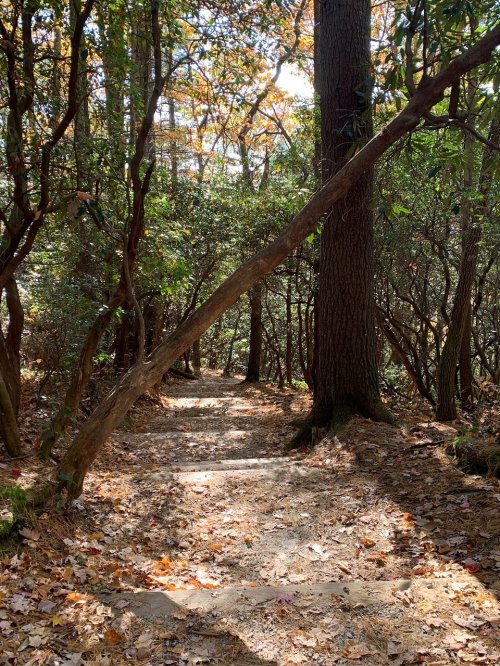 A winding forest path surrounded by trees and fallen leaves, with sunlight filtering through the branches.