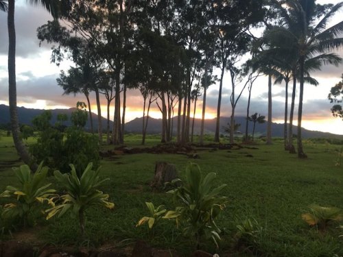 A serene landscape featuring trees and palm trees against a sunset backdrop with mountains in the distance.