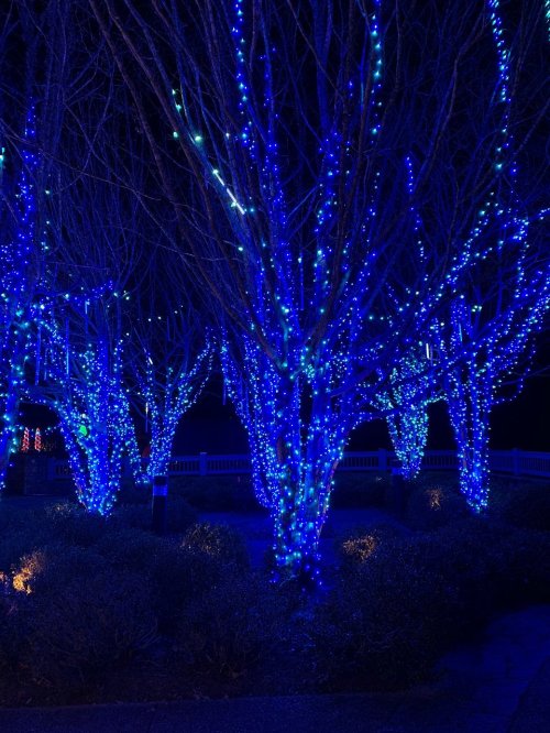 Blue lights illuminate bare trees in a dark setting, creating a festive and enchanting atmosphere.