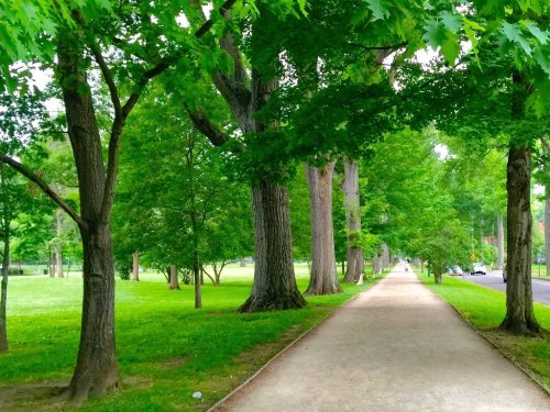 A serene park pathway lined with tall trees and lush green grass on either side.