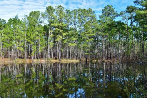 Lush green trees reflected in calm water, surrounded by a serene natural landscape under a blue sky.
