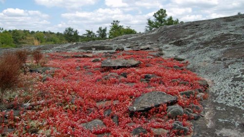 A rocky landscape covered in vibrant red plants, with scattered stones and a backdrop of green trees and blue sky.