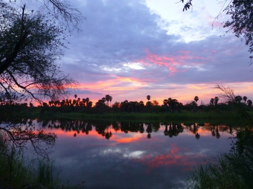A serene sunset over a calm lake, with vibrant pink and orange hues reflecting on the water and silhouetted palm trees.