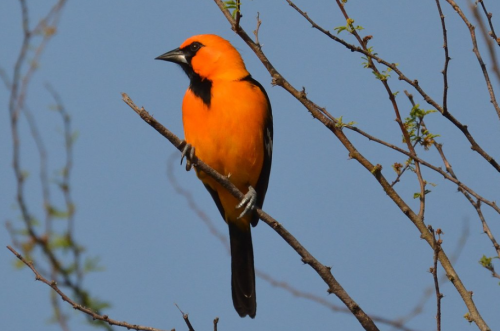 A vibrant orange bird with a black head perched on a branch against a clear blue sky.