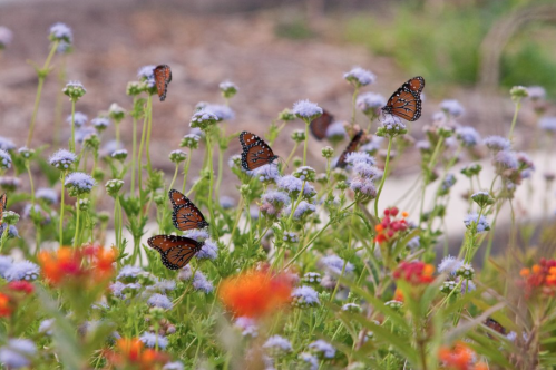 A vibrant garden filled with purple and orange flowers, featuring several butterflies resting on the blooms.