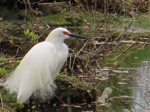 A white heron stands by a pond, surrounded by greenery and twigs, with its long feathers gently flowing.