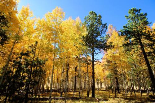 A vibrant forest with tall trees displaying bright yellow leaves under a clear blue sky.