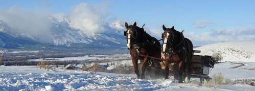 Two horses pull a sled through snowy terrain with mountains in the background under a clear blue sky.