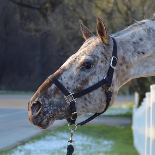 Close-up of a speckled horse wearing a halter, with a blurred background of trees and a road.