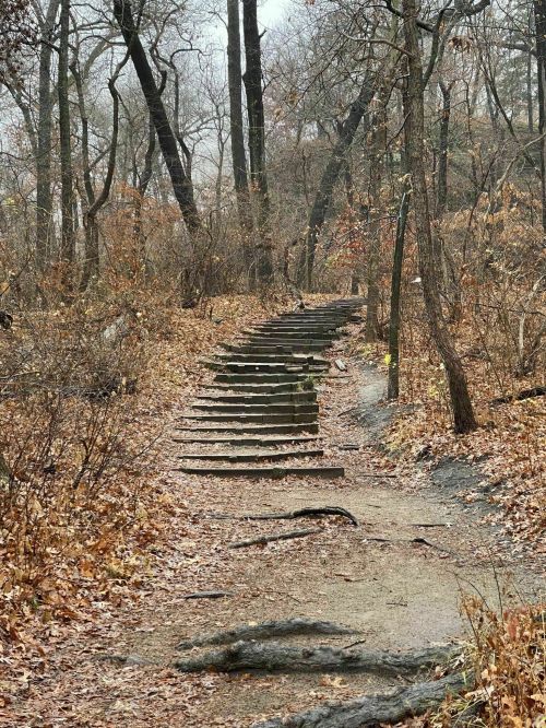 A winding path leads up wooden steps through a foggy, leaf-strewn forest in autumn.