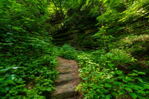 A rocky path winds through lush green foliage and layered rock formations in a serene forest setting.
