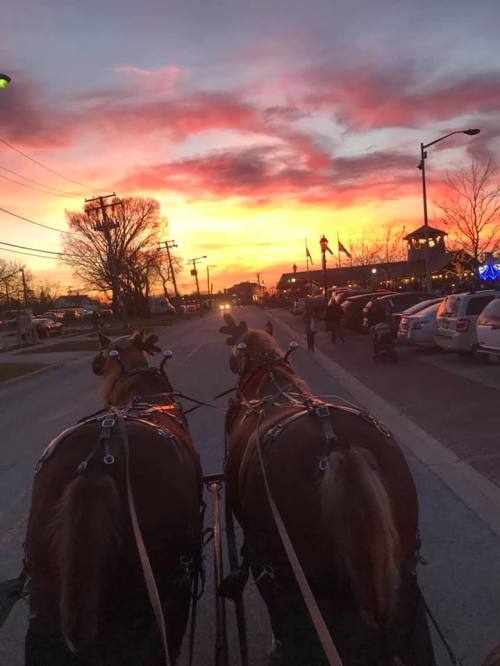 Two horses in harness facing a vibrant sunset, with a street and parked cars in the background.