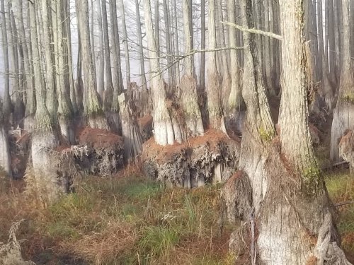 A misty forest of cypress trees with distinctive knobby roots, surrounded by lush green grass and underbrush.