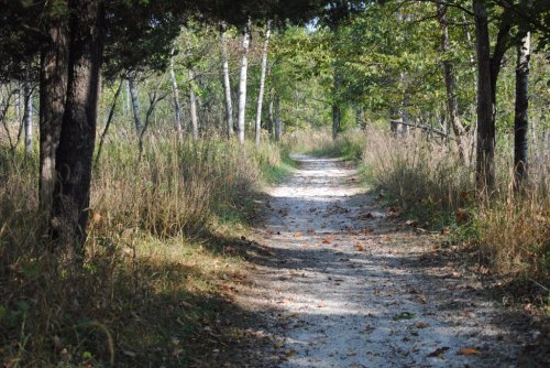 A winding dirt path through a lush green forest, surrounded by trees and tall grass.