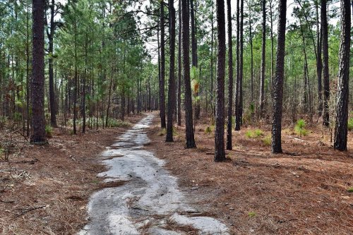 A dirt path winding through a pine forest, surrounded by tall trees and scattered pine needles on the ground.