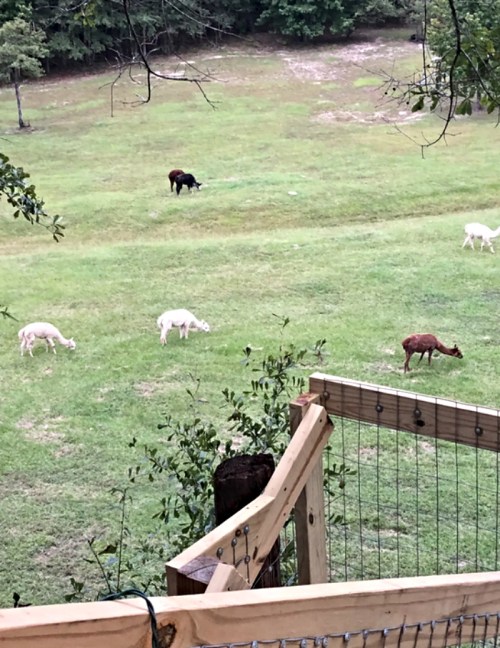 A grassy field with several deer and a cow grazing, surrounded by trees. A wooden structure is in the foreground.