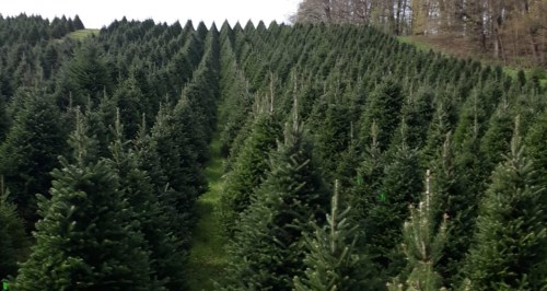 A vast field of evergreen trees arranged in neat rows under a clear sky.