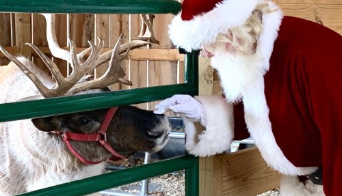 Santa Claus gently interacts with a reindeer through a green fence in a cozy barn setting.