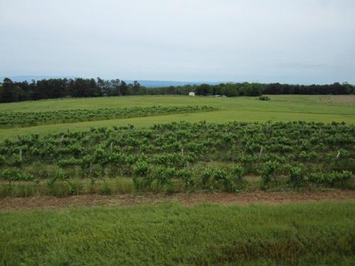 A lush vineyard stretches across a green landscape under a cloudy sky, with distant trees and hills in the background.