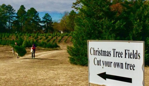 A sign points left to Christmas tree fields, with two people carrying a tree in the background among rows of trees.