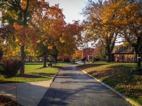 A scenic pathway lined with vibrant autumn trees, leading through a park with colorful foliage and a clear blue sky.