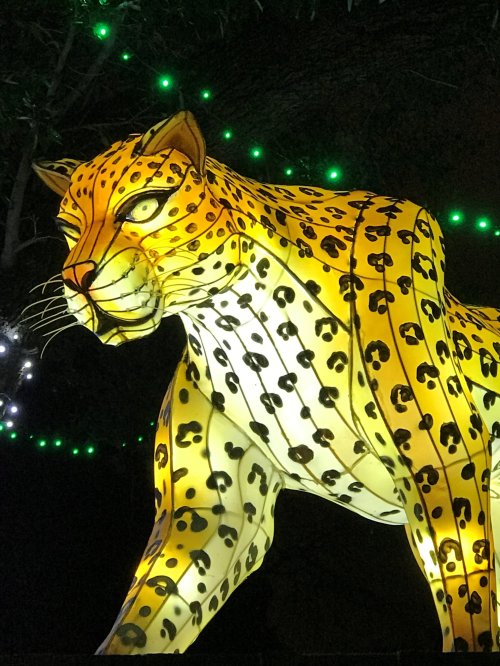 A large illuminated leopard sculpture with yellow and black spots, surrounded by green lights at night.