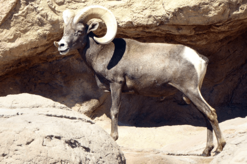 A bighorn sheep stands on rocky terrain, showcasing its curved horns and brown fur against a natural backdrop.