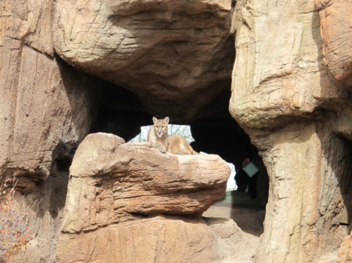 A mountain lion rests on a rocky ledge inside a cave-like structure.