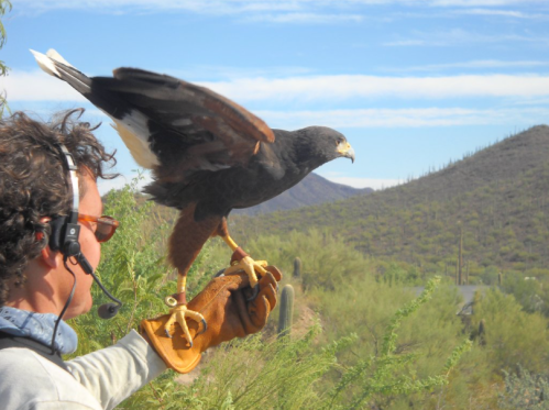 A person in a glove holds a hawk on their arm, with a desert landscape and mountains in the background.