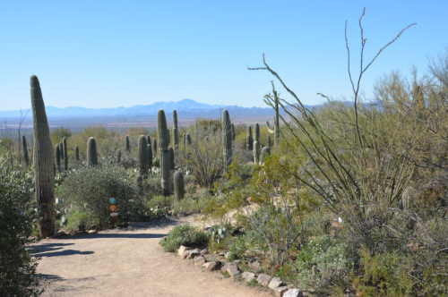 A desert landscape featuring tall cacti, shrubs, and mountains in the background under a clear blue sky.