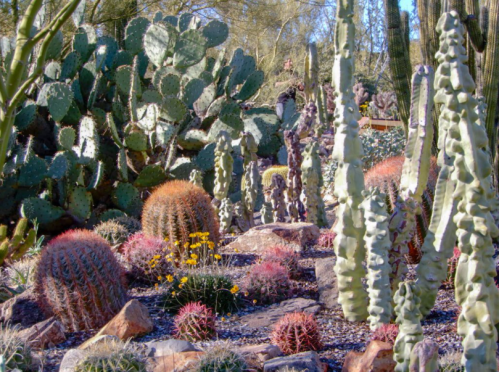 A vibrant desert landscape featuring various cacti and colorful flowers among rocks.
