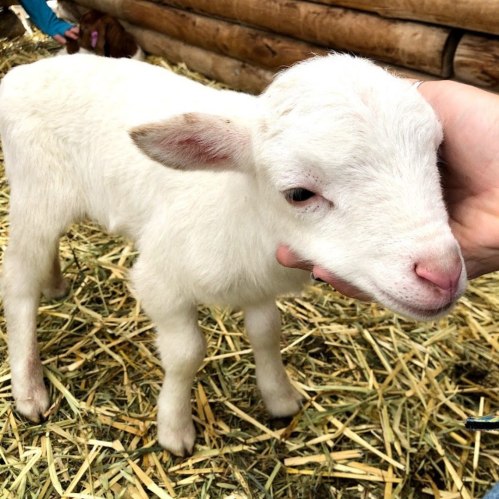 A small white goat kid stands on straw, being gently held by a hand.