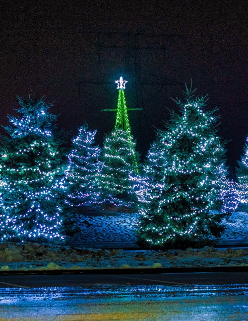 A row of illuminated Christmas trees with blue and green lights, set against a dark night sky.