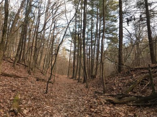 A serene forest path lined with bare trees and fallen leaves, leading into a tranquil wooded area.