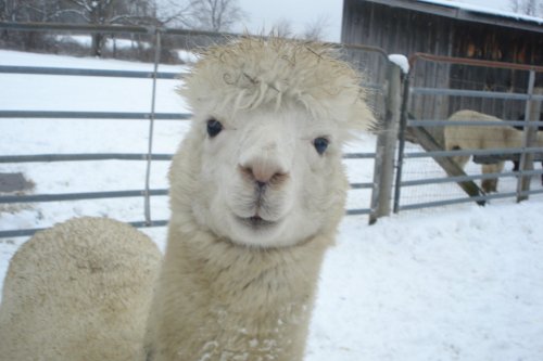 A close-up of a fluffy white alpaca in a snowy farm setting, with a wooden barn and another alpaca in the background.