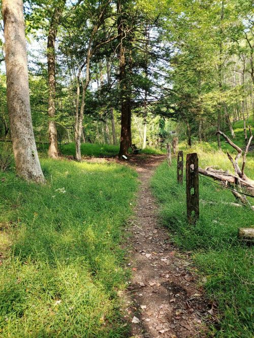 A winding dirt path through a lush green forest, bordered by trees and wooden posts. Sunlight filters through the leaves.
