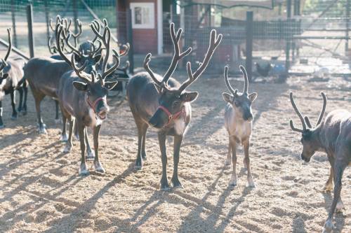 A group of reindeer with antlers stands on a sandy ground, with a barn and fencing in the background.