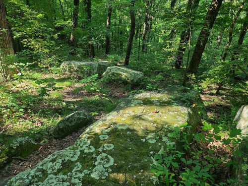 Lush green forest with large moss-covered rocks and dense trees, creating a serene natural landscape.