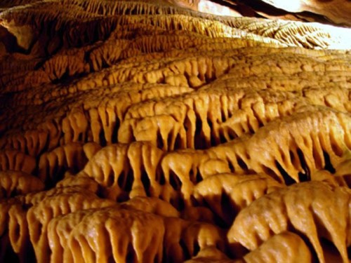 A close-up view of textured, yellowish cave formations resembling draped fabric or stalactites in a dimly lit cavern.