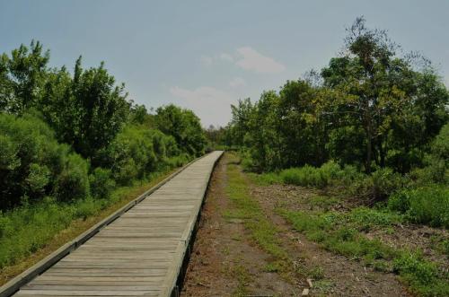 A wooden boardwalk stretches through lush greenery under a clear sky, with a path leading into the distance.