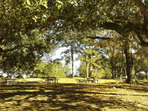 A serene park scene with picnic tables surrounded by trees and fallen leaves, illuminated by soft sunlight.