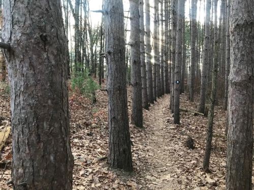 A narrow dirt path winds through a dense forest of tall pine trees, with fallen leaves covering the ground.