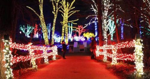 A festive pathway lined with red and white lights, leading to colorful illuminated trees in a nighttime setting.