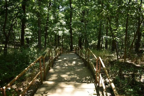A set of concrete steps leads down through a lush, green forest with trees on either side.